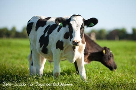 bezerinha-malhada_leitissimo bezerinha-malhada_leitissimo