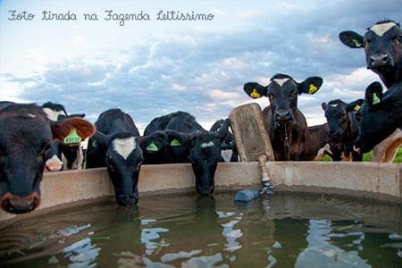 vacas-bebendo-no-pasto-leitissimo